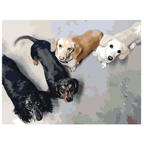 Картина по номерам, 'Живопись по номерам', 54 x 72, ets544-2-3040, собаки, животные, домашние, питомец, питомник, щенки
