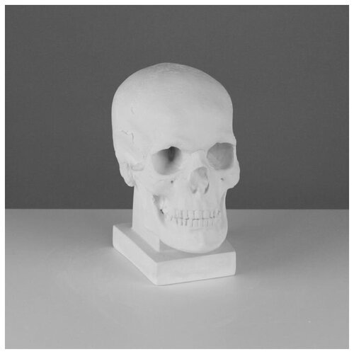 Мастерская Экорше Гипсовая фигура анатомическая: череп (слепок с натурального), 19 х 14 х 25 см
