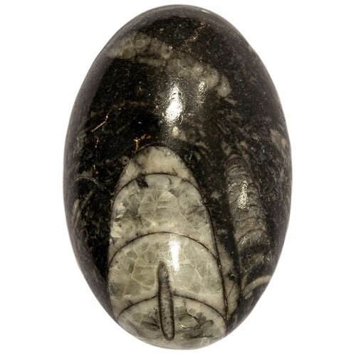 Кабошон Ортоцерас, природный, 36х23х9 мм, вес камня 11 грамм