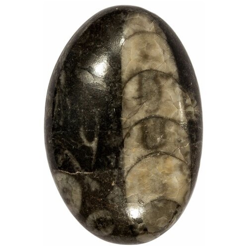 Кабошон Ортоцерас, природный, 40х26х6 мм, вес камня 11 грамм