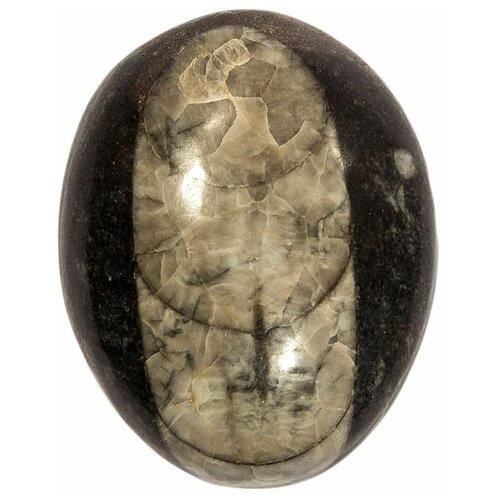 Кабошон Ортоцерас, природный, 33х26х9 мм, вес камня 12 грамм