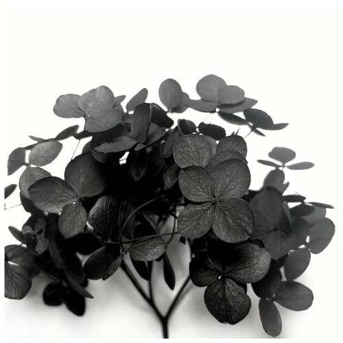 Стабилизированные цветы Гортензии (черные), Epoxy Master